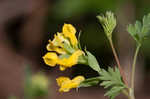 Yellow fumewort